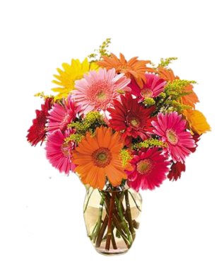 Colorful Gerbera - Free Delivery - MontRoyal Florist Montreal