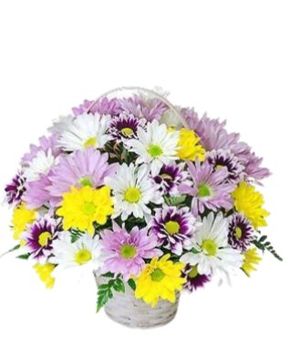 Field of Daisies - Free Delivery - MontRoyal Florist Montreal