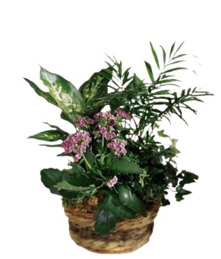 Loving French Garden - Free Delivery - MontRoyal Florist Montreal