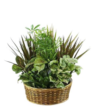 Assorted Green Plant Basket - Free Delivery - MontRoyal Florist Montreal
