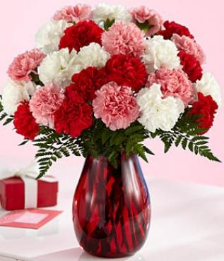 TWO DOZEN CARNATIONS - Free Delivery - MontRoyal Florist Montreal