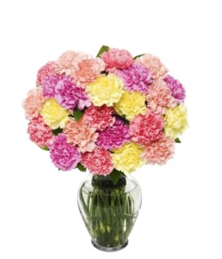 Two Dozen Colorful Carnations - Free Delivery - MontRoyal Florist Montreal